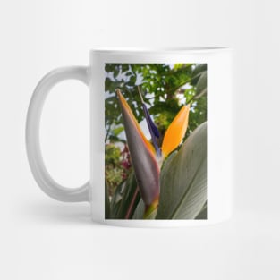 1127 paradise Mug